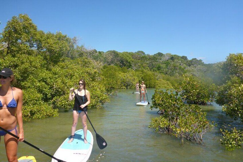 Hidden Waterway and Wildlife Tour with Stand Up Paddle