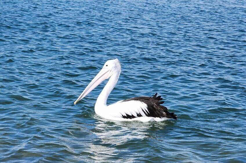 Hidden Waterway and Wildlife Tour with Stand Up Paddle