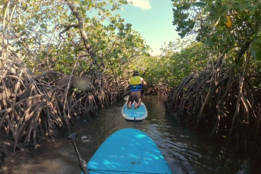 Noosa Stand Up Paddle & Mangrove Tunnel Tour