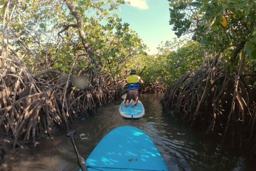 Noosa Stand Up Paddle & Mangrove Tunnel Tour