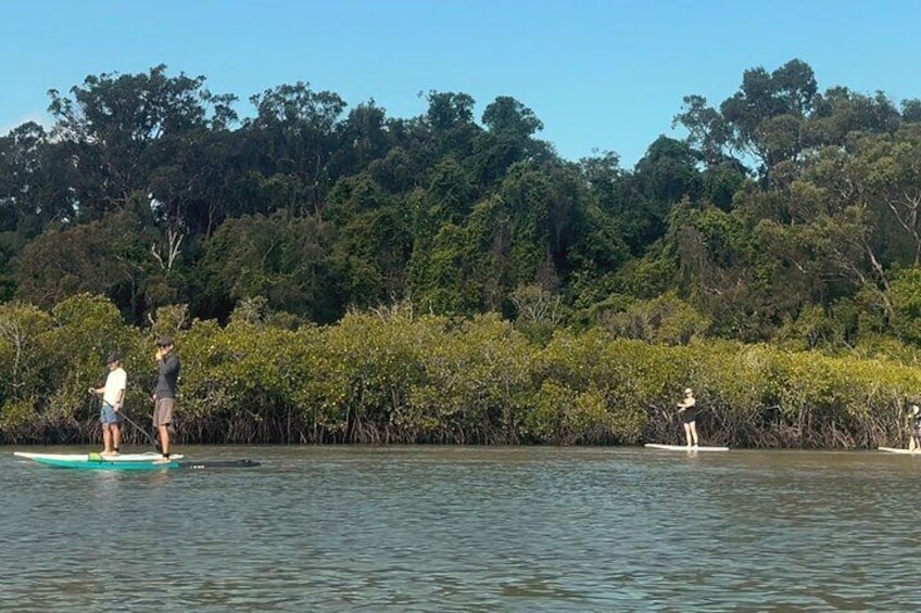 Noosa Stand Up Paddle & Mangrove Tunnel Tour