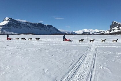 3 Day Sledding Adventure in the White Mountains of Alaska