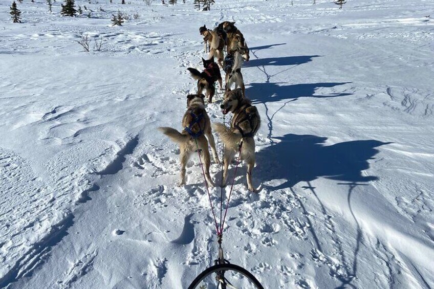 3 Day Sledding Adventure in the White Mountains of Alaska