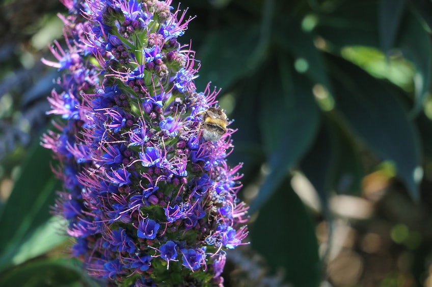 Guided Nature Hike (Full Day) - Pico do Arieiro