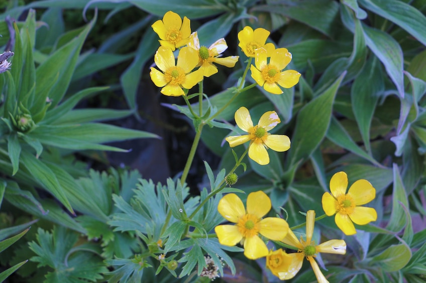 Guided Nature Hike (Full Day) - Pico do Arieiro