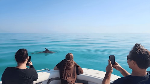 Dolphin Watching and Snorkeling Tour Key West