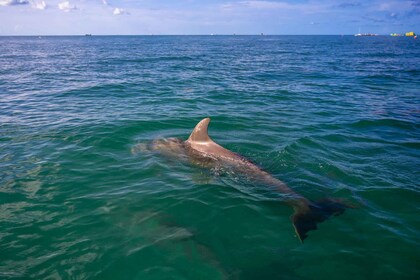 Dolphin Snorkel & Sandbar Key West