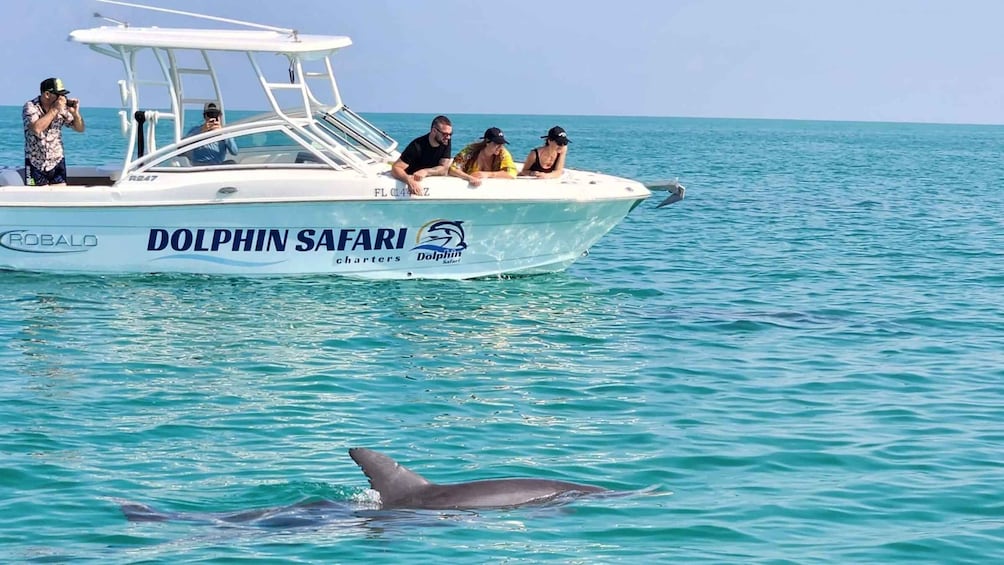 Picture 4 for Activity Dolphin Snorkel & Sandbar Key West