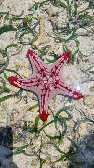 Picture 9 for Activity Diani: Snorkeling and Swimming at African Pool in Tiwi Beach