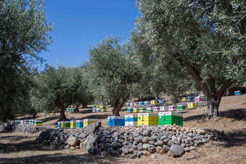 Beekeeping and Honey Stories in Itea