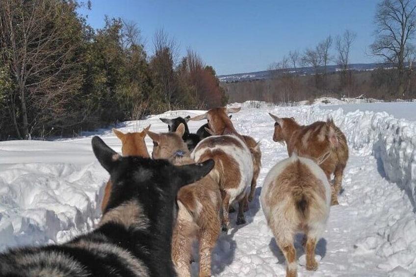 Haute Goat Shmurgle in Ontario