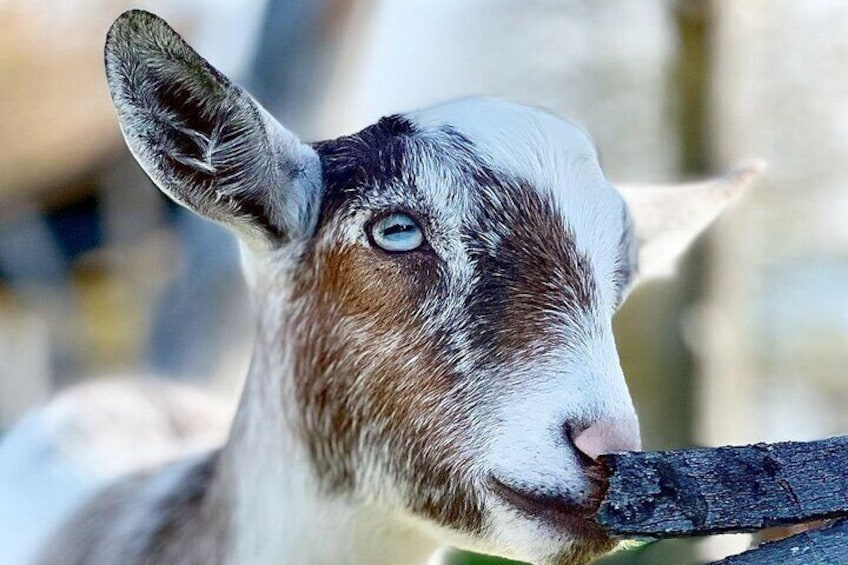 Haute Goat Shmurgle in Ontario