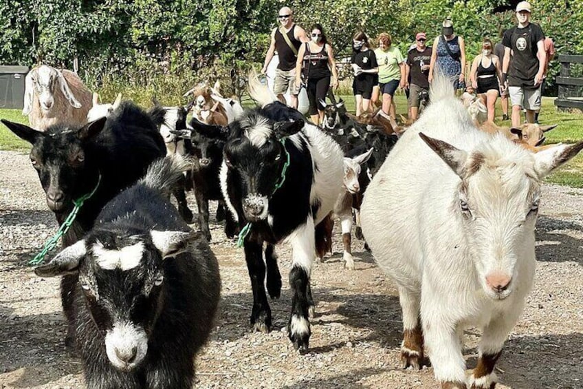 Haute Goat Shmurgle in Ontario