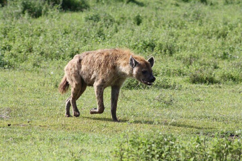 4-Day Tour to Tanzania's National Parks