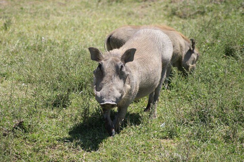 4-Day Tour to Tanzania's National Parks