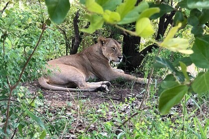 2 Days Stay at Mikumi Safari From Zanzibar