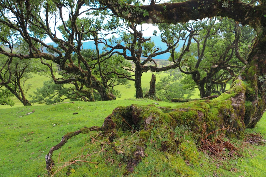 Guided Nature Hike (Full Day) - Fanal & Seixal