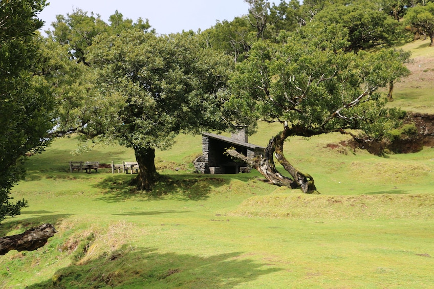 Guided Nature Hike (Full Day) - Fanal & Seixal