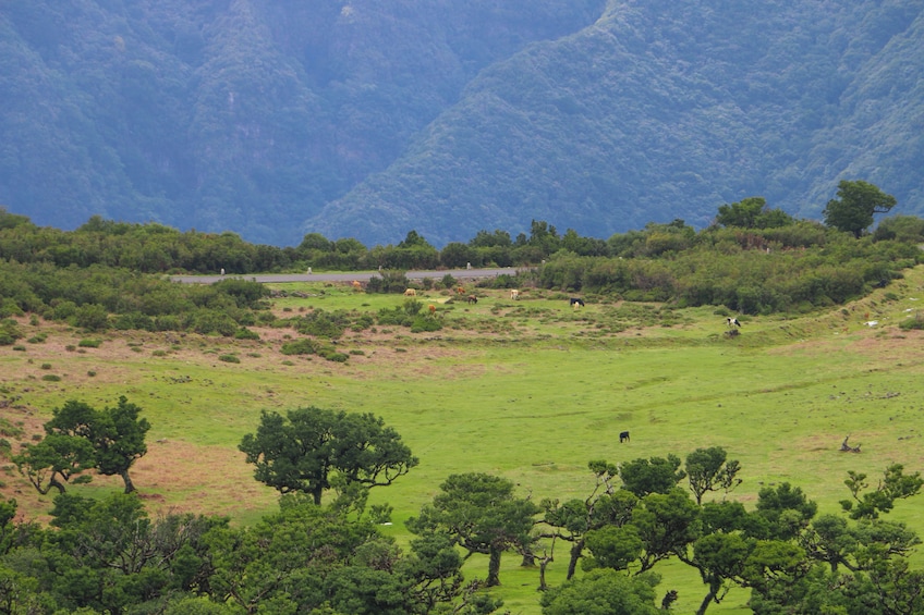 Guided Nature Hike (Full Day) - Fanal & Seixal