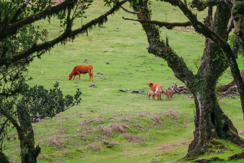 Guided Nature Hike (Full Day) - Fanal & Seixal