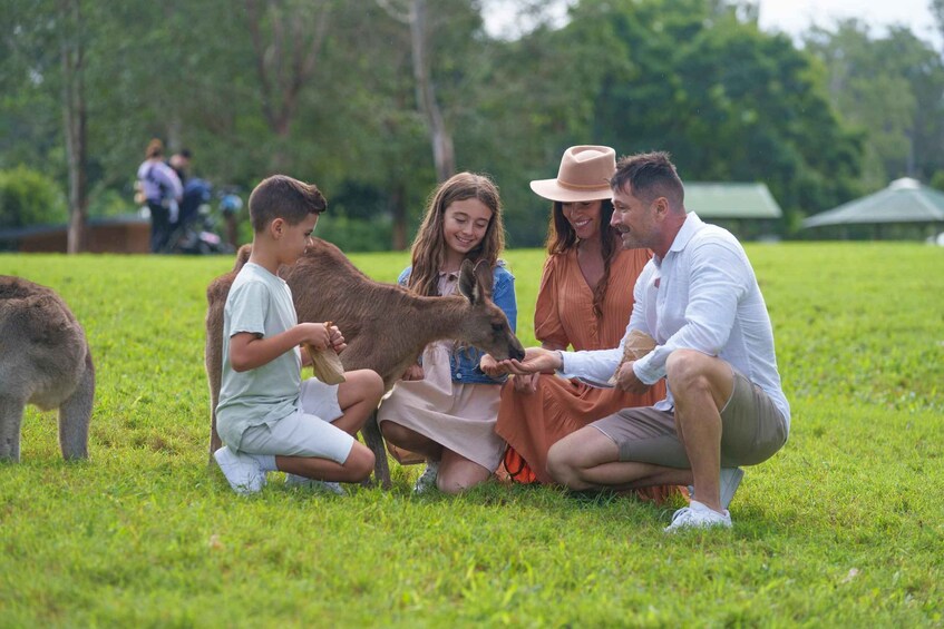 Picture 21 for Activity 6 Hours Brisbane Private Tour - Popular Sights in One Day