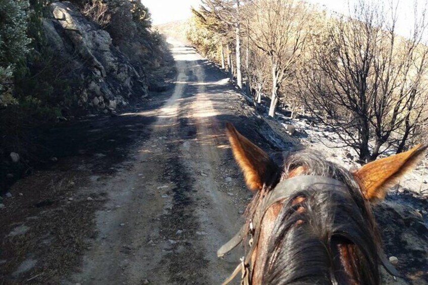 Orosei Horseback Riding in the Irgoli area