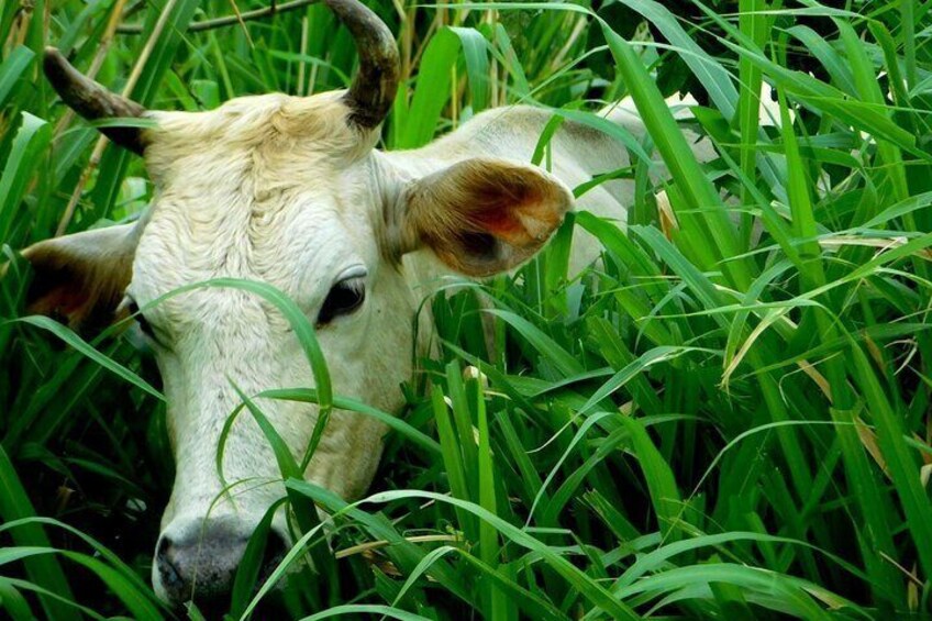 Rio Celeste Funny Milking Experience