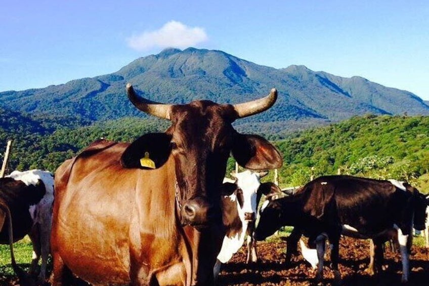 Rio Celeste Funny Milking Experience