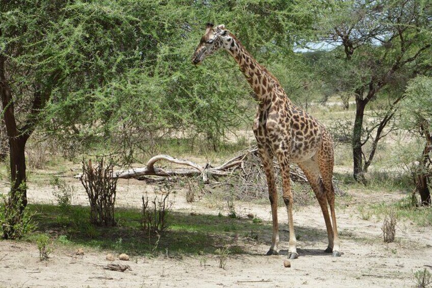 3-Day Small-Group Tanzania Safari Tour from Arusha