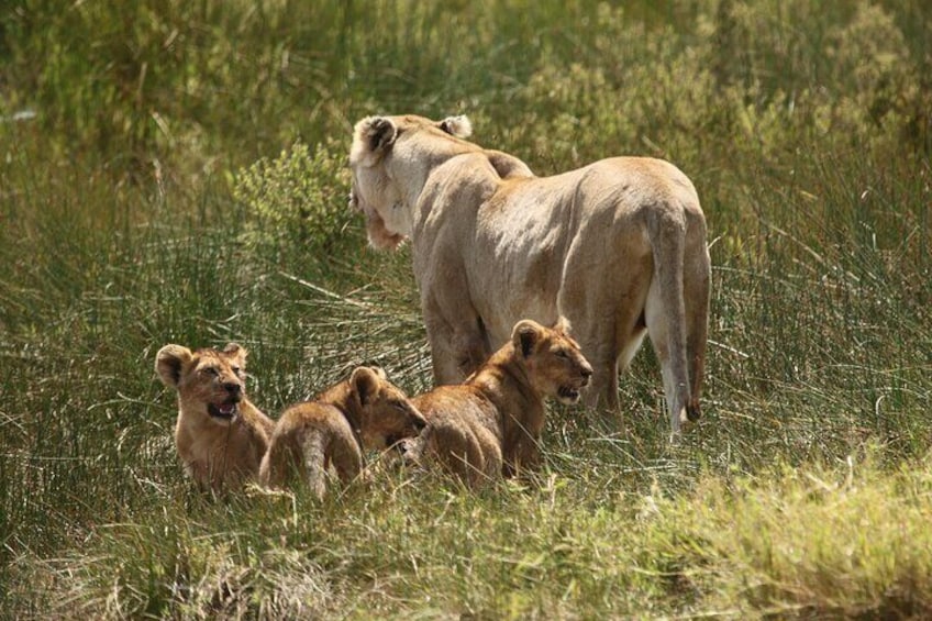 3 Days Serengeti & Ngorongoro Group Camping Safari