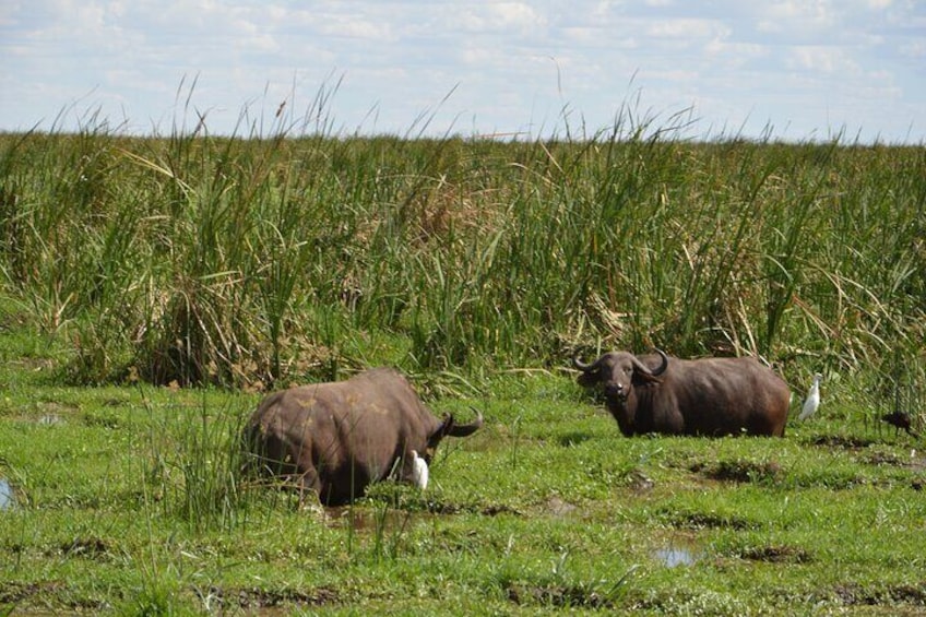 3-Day Small-Group Tanzania Safari Tour from Arusha