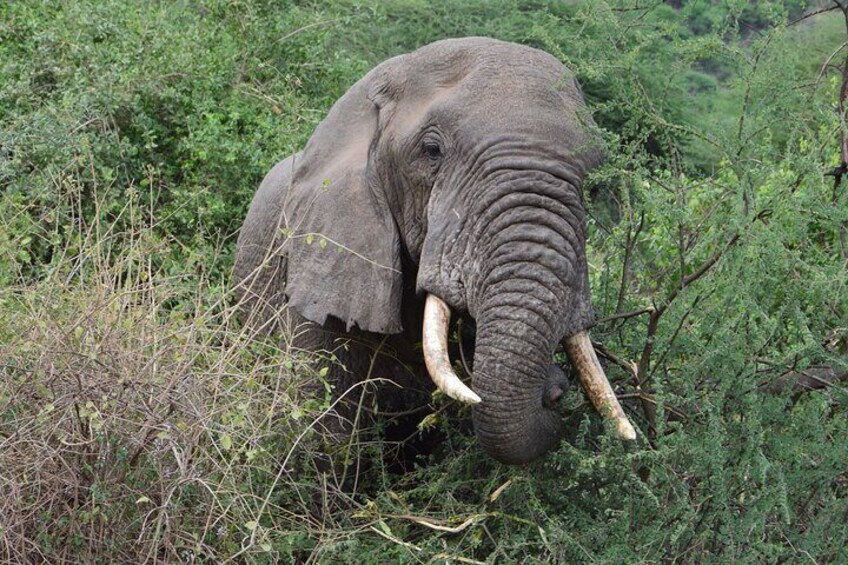 3-Day Small-Group Tanzania Safari Tour from Arusha