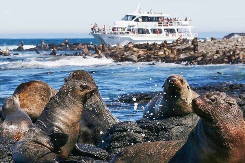 Seal Watching Cruise of Phillip Island