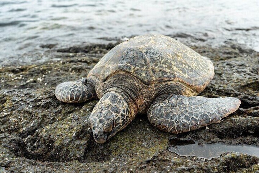 Green Sea Turtle 