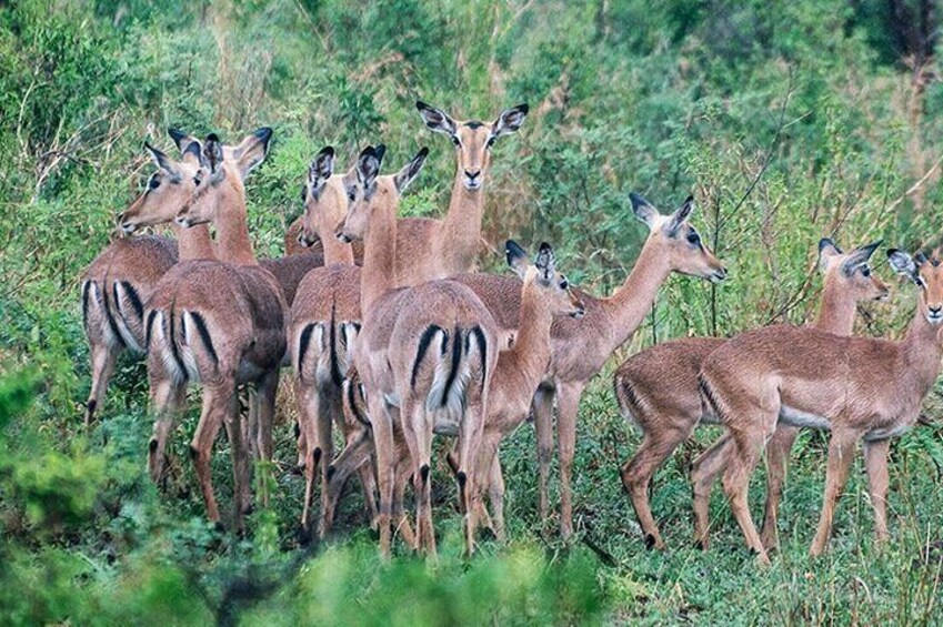 Impala in abundance
