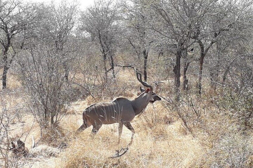 Nyalas