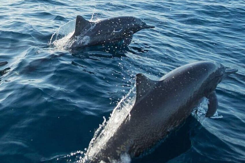 Half Day Marine Safari in Puerto Escondido Mexico