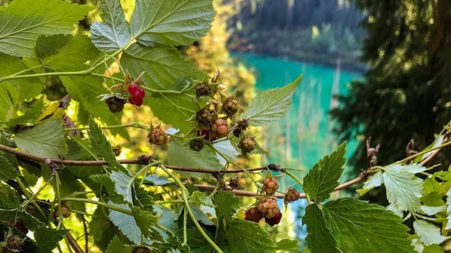 Tour to Kolsay and Kaindy Lakes