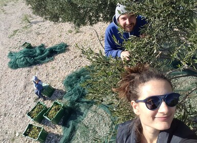 From Split: Olive picking on Island Brac