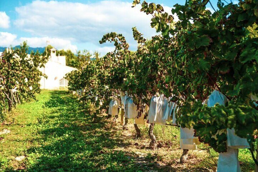 Full day tour to Villajoyosa, Benidorm, Winery Enrique Mendoza, Guadalest