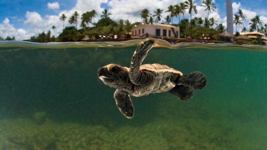 From Salvador: Tour to Praia do Forte and Guarajuba