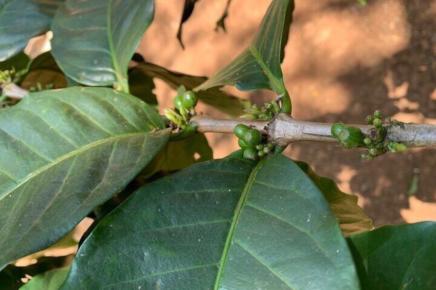 View of the coffee trees during coffee tour 