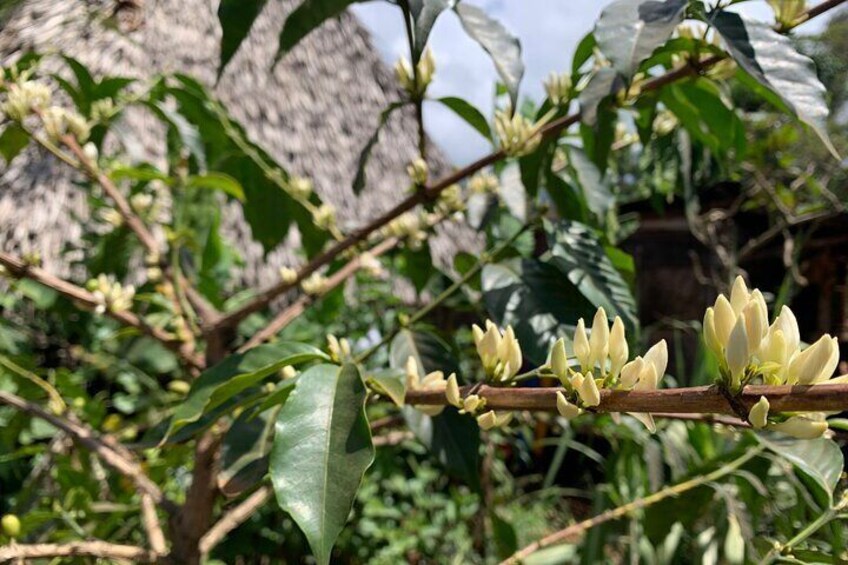 Coffee Flower