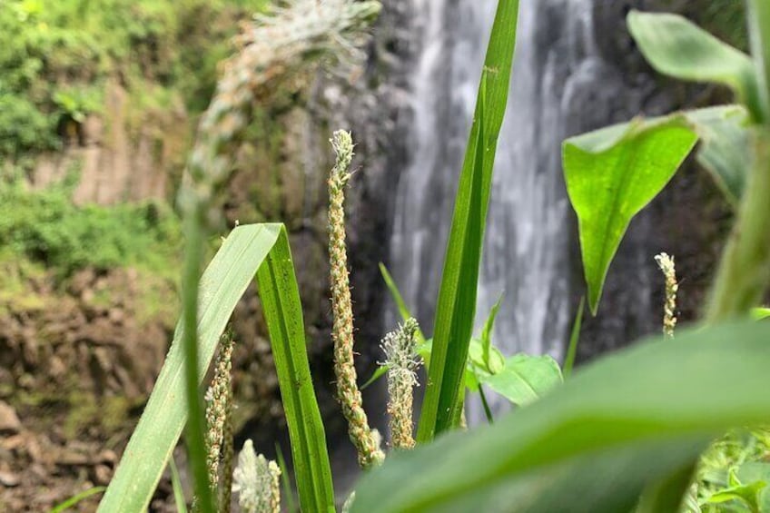 Materuni Waterfalls Hiking Tour with Coffee and Traditional Meal 