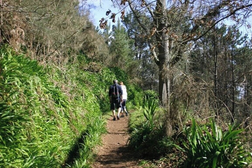  Guided Nature Hike (Half Day) - Levada Serra do Faial