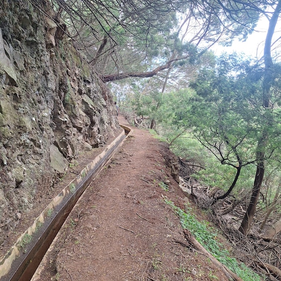 Guided Nature Hike (Half Day) - Levada e Poncha