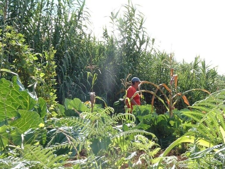 Guided Nature Hike (Full Day) - Prazeres