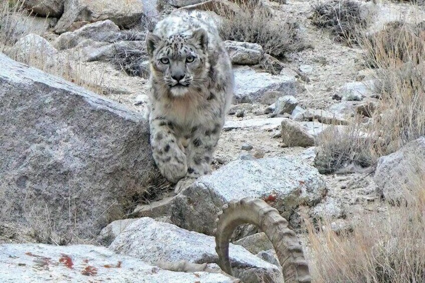 Snow Leopard Trek in Ladakh 