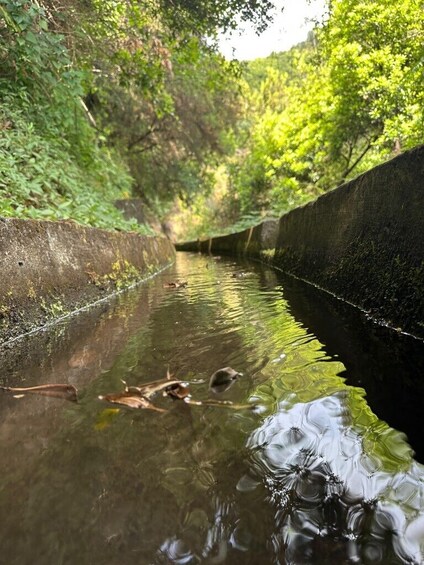 Guided Nature Hike (Half Day) - Levada e Mercado