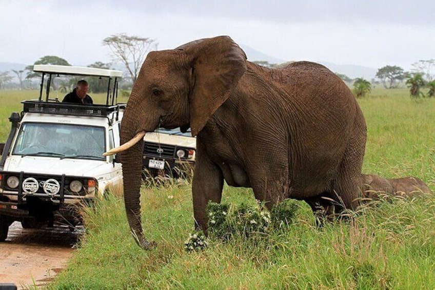 9 Days Kenya Wildlife Experience on 4X4 Jeep Safari